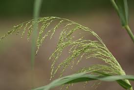 Image result for Panicum subalbidum