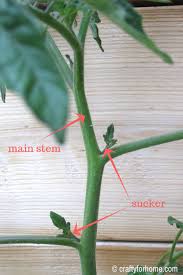 You have no space to have a garden outdoors; Pruning Tomatoes Aerogarden