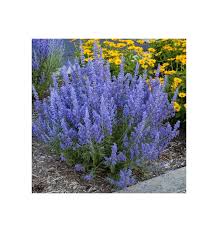 Image result for Perovskia atriplicifolia lacey blue lisslitt photo