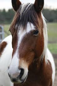 Pin On Pretty Horses