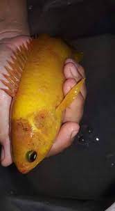 Video agak berbeza kali ini sebab aku lupa bawa gopro haha. Ikan Puyu Emas Dikearap Mai Tuah Ruai Kuala Rajang Facebook