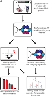 Cross Linking Immunoprecipitation Ms Xip Ms Topological Analysis Of Chromatin Associated Protein Complexes Using Single Affinity Purification Molecular Cellular Proteomics