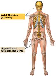 The body is wonderfully made, like a complex, perfect machine. Https Www Palmbeachstate Edu Slc Documents Aandpch06lecturepearson Pdf