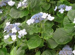 Image result for Hydrangea macrophylla bela obrázek