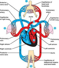 Pulmonary Systemic Circulation Heart Circulation