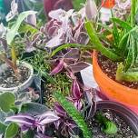 Farmers Market — Aledo Main Street