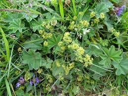 Image result for Alchemilla kiwuensis
