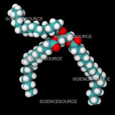 Image result for Triglyceride