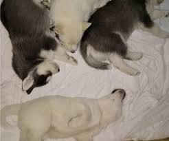 All puppies come with a florida health certificate, first round of shots, a microchip, a health guarantee against genetic defects, akc. View Ad Siberian Husky Litter Of Puppies For Sale Near Florida Jacksonville Usa Adn 199033