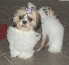 Long Haired Shih Tzu Puppies Photos Shih Tzu Puppy Shih Tzu Dog Puppies
