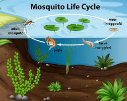 Old tires and children's beach buckets collect water, which attracts mosquitoes. How To Keep Mosquitoes Away From Your Pool