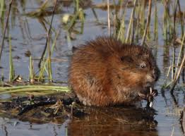 Die bisamratte (ondatra zibethicus) oder bisam ist eine ursprünglich ausschließlich in nordamerika beheimatete nagetierart, die sich ausgehend von böhmen und später frankreich über fast ganz europa und asien ausgebreitet und als neue art (neozoon) etabliert hat. Pelzinfo Ch Bisamratte