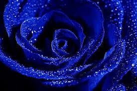 White Rose Rainbow Blue Rose Meaning Blue Roses Blue Rose