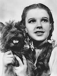 The Life and Career of Terry, the Famous Cairn Terrier Movie Dog