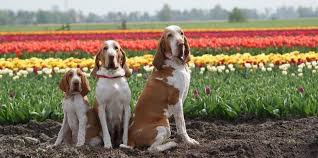 resultat de recherche d images pour braque italien chien races de chiens chien de chasse