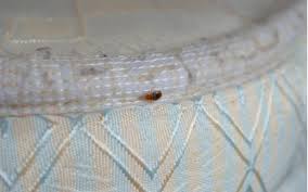 Before diving into home remedies for bed bugs, it's important to point out that bed bugs are extremely. How To Get Rid Of Bed Bugs Critter Control Orlando
