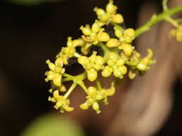 Image result for Tinospora orophila