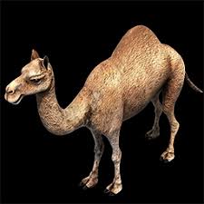 They are on the second page, buying. Camel Gaia Age Of Empires Series Wiki Fandom