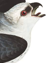 Birds Of Eastern North America Puzzle Mississippi Kite In 2020 Birds Of America John James Audubon Audubon Birds