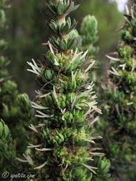 Image result for Anthospermum usambarense