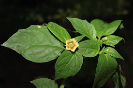 Image result for Physalis lagascae