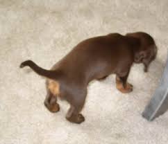 The book 'dachshunds for dummies' it is a wonderful reference manual. Dachshund Puppies Spokane Wa Petsidi