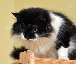 Meet kittens galore!!!!, a domestic long hair & domestic short hair mix cat for adoption, at open door animal sanctuary in house springs, mo on petfinder. Black And White Longhair Cat Stock Photo Picture And Royalty Free Image Image 147001258