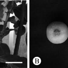 Image result for Citropsis