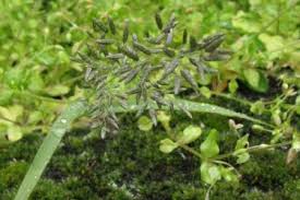 Image result for Eragrostis minor