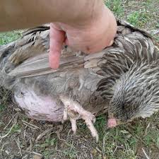 The rooster is likely to have suffered from osteochondrosis, which stops normal bone growth, at birth forcing it to walk upright more like a penguin. How To Tell If Your Hen Is Egg Bound