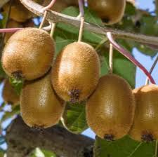 Plant your kiwifruit vine somewhere where it can receive full sun or partial shade throughout the year. Kiwi Fruits Plants Growing In Pakistan Home Facebook
