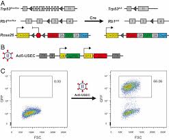 Embedded projects, vlsi projects, dsp projects, embedded system projects, matlab projects, ieee projects, www.ncct.in. Crispr Mediated Modeling And Functional Validation Of Candidate Tumor Suppressor Genes In Small Cell Lung Cancer Pnas
