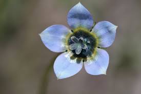 Image result for Wahlenbergia huttonii