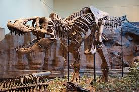 Tyrannosaurus - Wikipedia