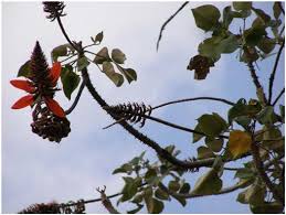 Image result for Crotonogynopsis australis