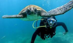 Tenerife Discover Scuba Diving Getyourguide