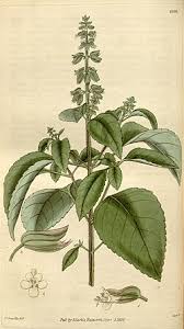 Image result for Ocimum urundense