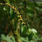 Image result for Casearia gladiiformis