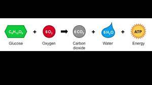 Cellular Respiration Equation Explained Youtube