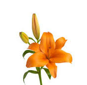 These simple flowers are widely used in fall planters because they come in traditional fall colors, such as orange, brick red or yellow. What Wedding Flowers Are In Season In Fall Teleflora