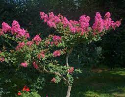 Crepe myrtle flowers isolated on white. Lagerstroemia Indica Advice On Caring For It