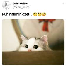 Takipcikazan Takip Takipcikazan Takipte Takipedenitakipederim Takipci Takipcisatinal Takipci Takipet Takipet Sdv Sdvtodos Inst Instagram Cats Animals