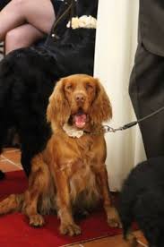 Image result for německý křepelák postava