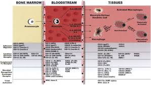 Image result for Monocyte Count