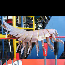 Pin By Eric Rodgers On The Bizarre Giant Isopod Sea Monsters Crustaceans