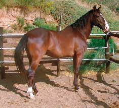Diese gruppe ist dafür gedacht pferden aus spanien zu helfen, die aus den verschiedensten gründen einen neuen besitzer suchen. Pferde Aus Spanien Von Der Sereta Zu Feinem Reiten