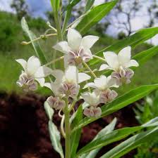 Image result for Gomphocarpus physocarpus