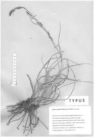 Image result for Carex steudneri