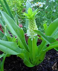 Image result for Eucomis autumnalis