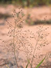 Image result for Eragrostis friesii